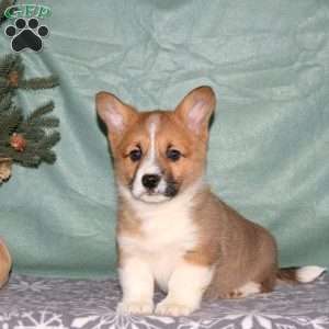 Allen, Pembroke Welsh Corgi Puppy