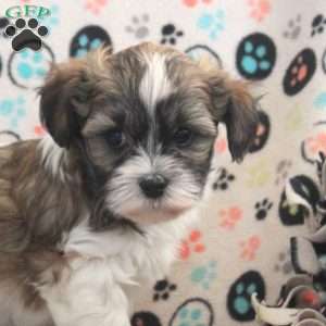 Allen, Havanese Puppy