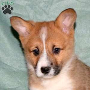 Allen, Pembroke Welsh Corgi Puppy