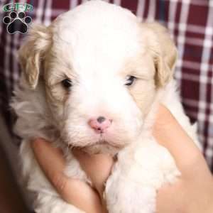 Allen, Bernedoodle Puppy