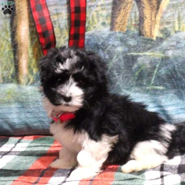 Allie, Havanese Puppy