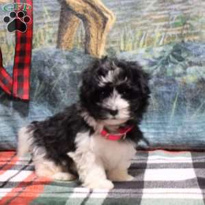 Allie, Havanese Puppy