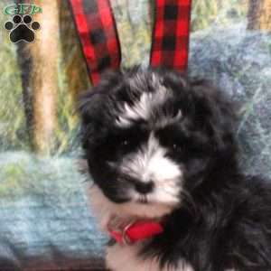 Allie, Havanese Puppy