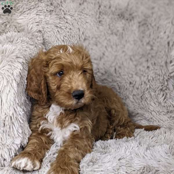 Almond, Mini Goldendoodle Puppy