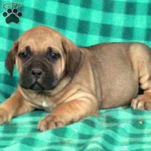 Alvin, Cane Corso Puppy