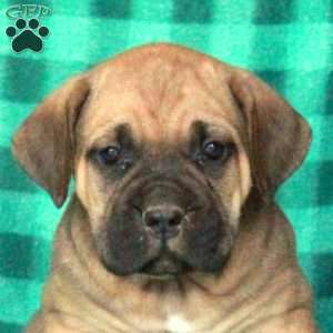 Alvin, Cane Corso Puppy