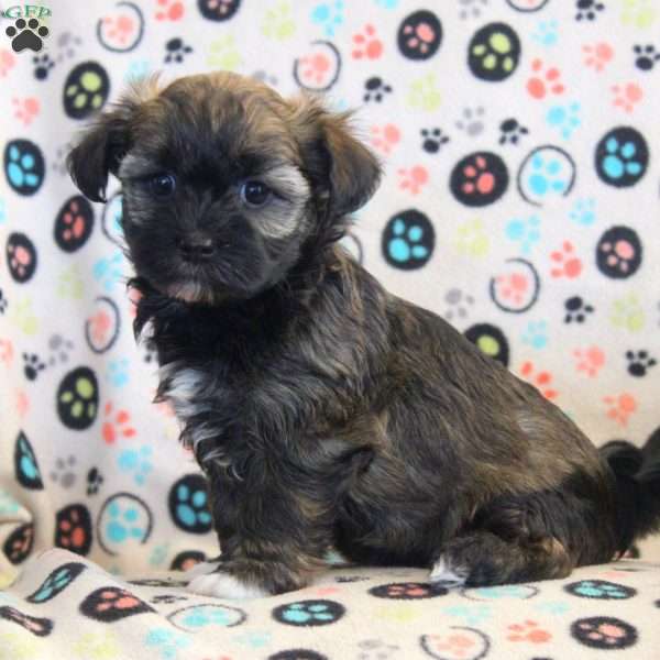 Amber, Havanese Puppy