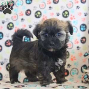 Amber, Havanese Puppy