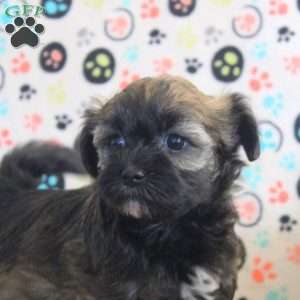 Amber, Havanese Puppy