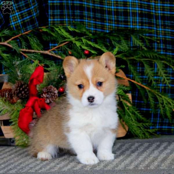 Amber, Pembroke Welsh Corgi Puppy