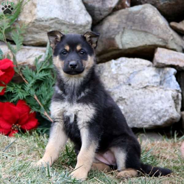 Amber, German Shepherd Puppy