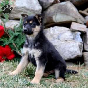 Amber, German Shepherd Puppy