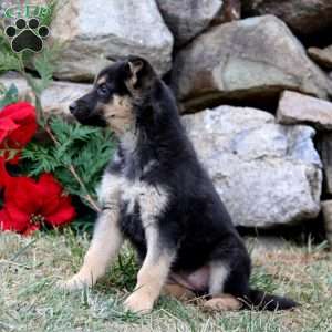 Amber, German Shepherd Puppy