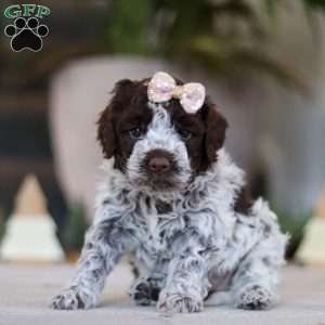 Lagotto Romagnolo