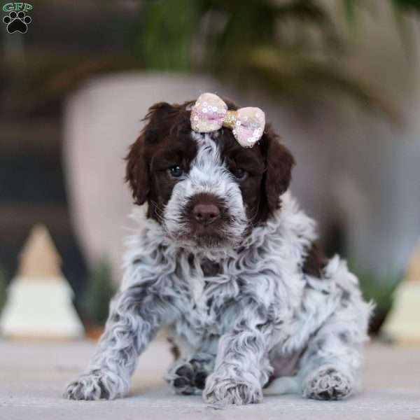 Amelia, Lagotto Romagnolo Puppy