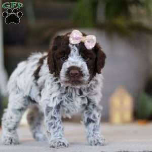 Amelia, Lagotto Romagnolo Puppy