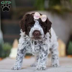 Amelia, Lagotto Romagnolo Puppy