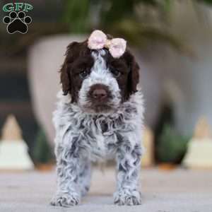 Amelia, Lagotto Romagnolo Puppy