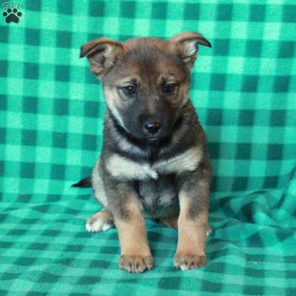 Amelia, German Shepherd Mix Puppy