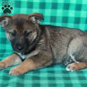 Amelia, German Shepherd Mix Puppy