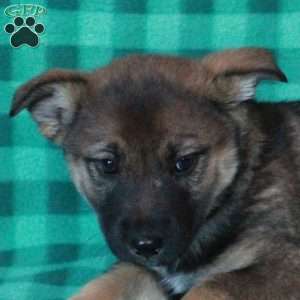 Amelia, German Shepherd Mix Puppy