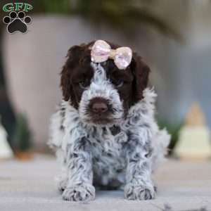 Amelia, Lagotto Romagnolo Puppy