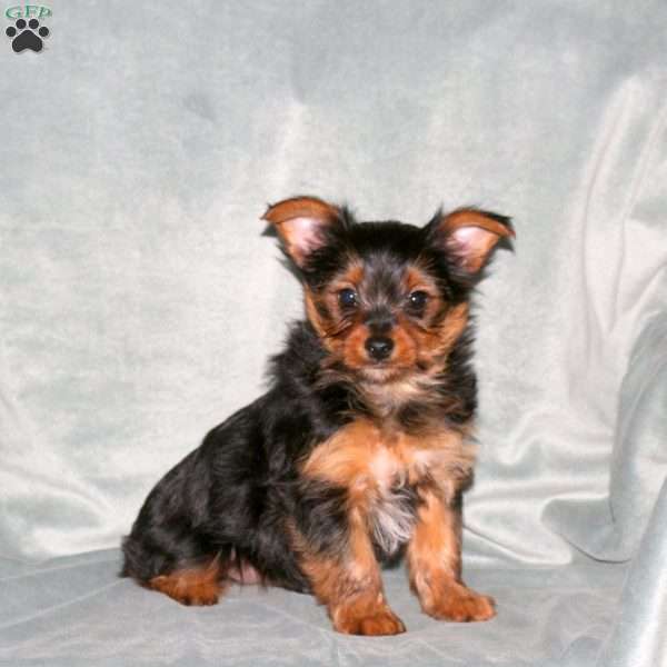 Amos, Yorkie Puppy