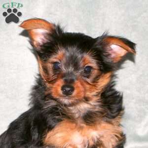 Amos, Yorkie Puppy