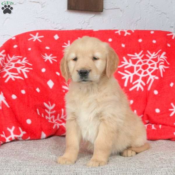 Amy, Golden Retriever Puppy