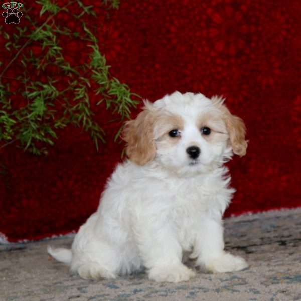 Amy, Cavachon Puppy