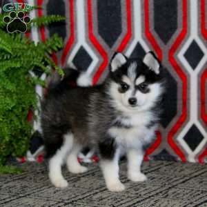 Amy, Pomsky Puppy