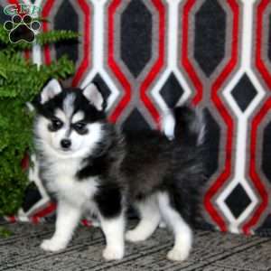 Amy, Pomsky Puppy