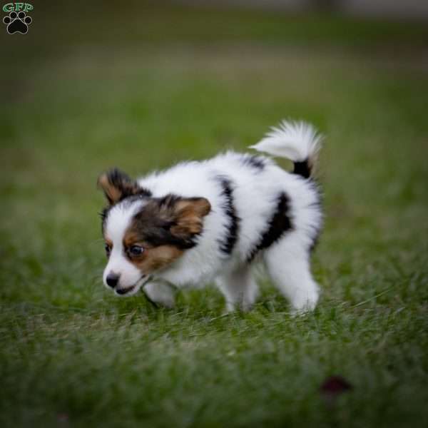 Andre, Papillon Puppy