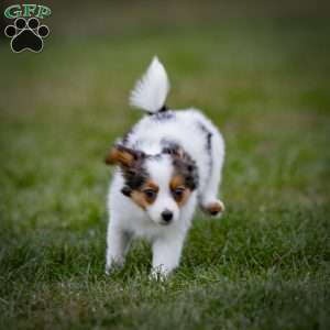 Andre, Papillon Puppy