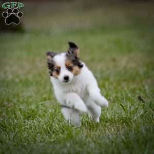 Andre, Papillon Puppy