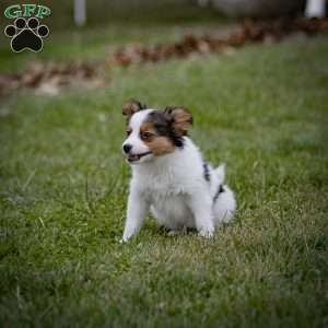 Andre, Papillon Puppy