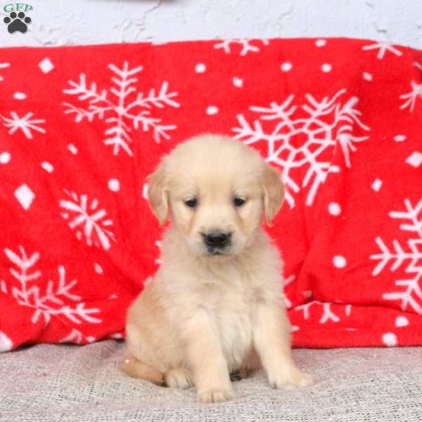 Andy, Golden Retriever Puppy