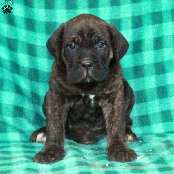 Andy, Cane Corso Puppy