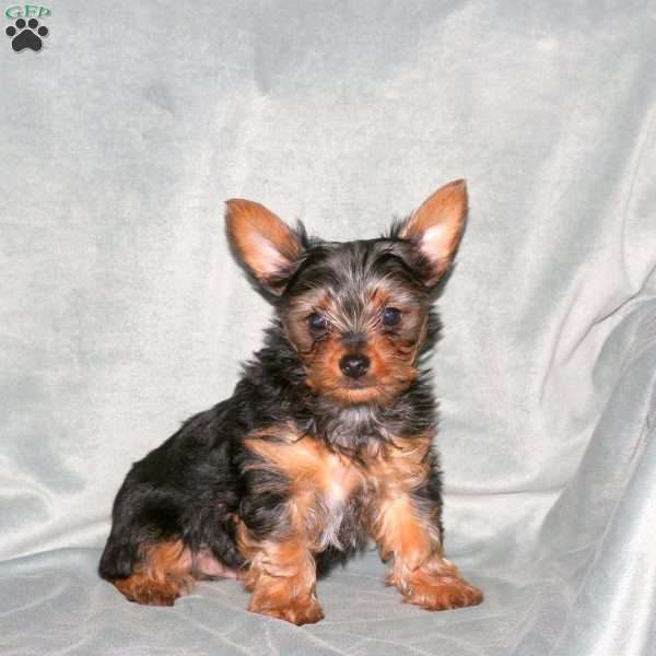 Andy, Yorkie Puppy