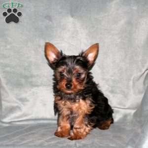 Andy, Yorkie Puppy