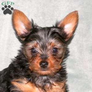 Andy, Yorkie Puppy