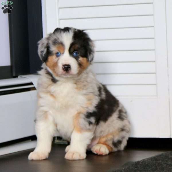 Andy, Miniature Australian Shepherd Puppy