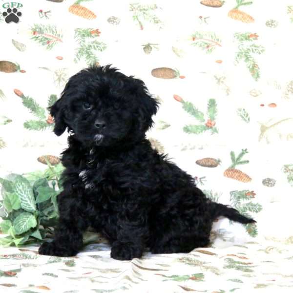 Andy, Cockapoo Puppy