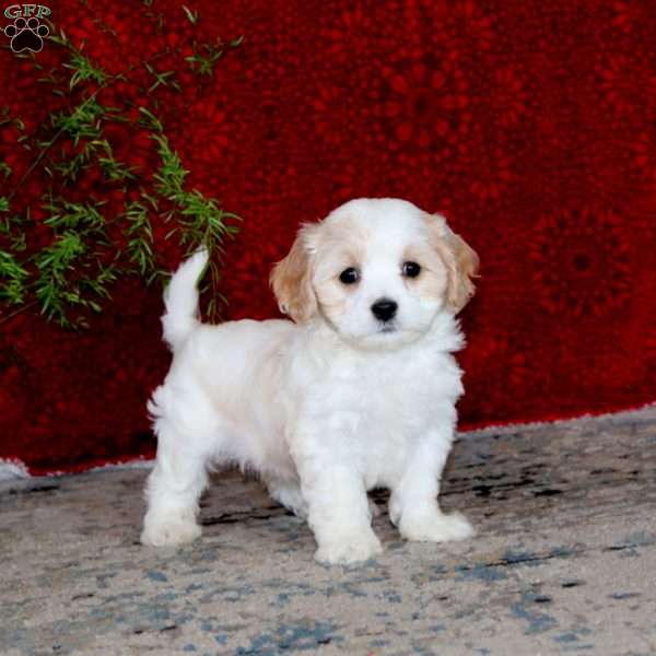 Andy, Cavachon Puppy