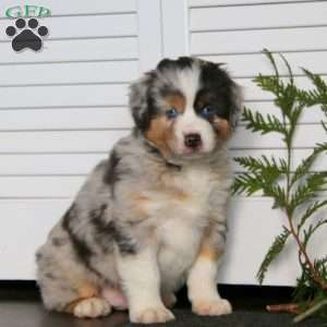 Andy, Miniature Australian Shepherd Puppy