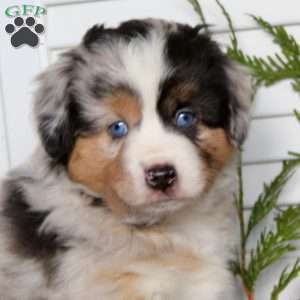 Andy, Miniature Australian Shepherd Puppy