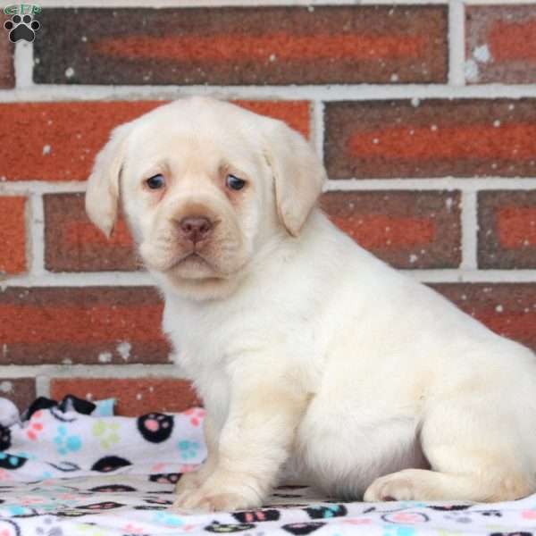 Angel, Yellow Labrador Retriever Puppy