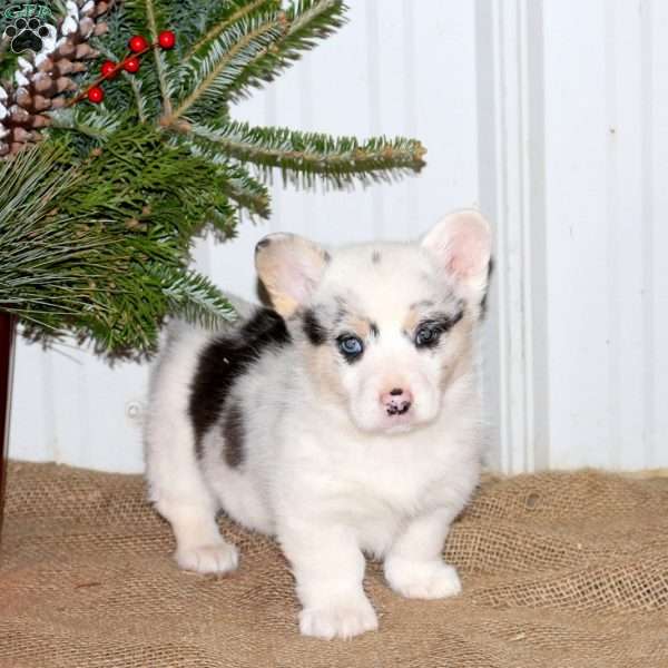 Angel, Pembroke Welsh Corgi Puppy