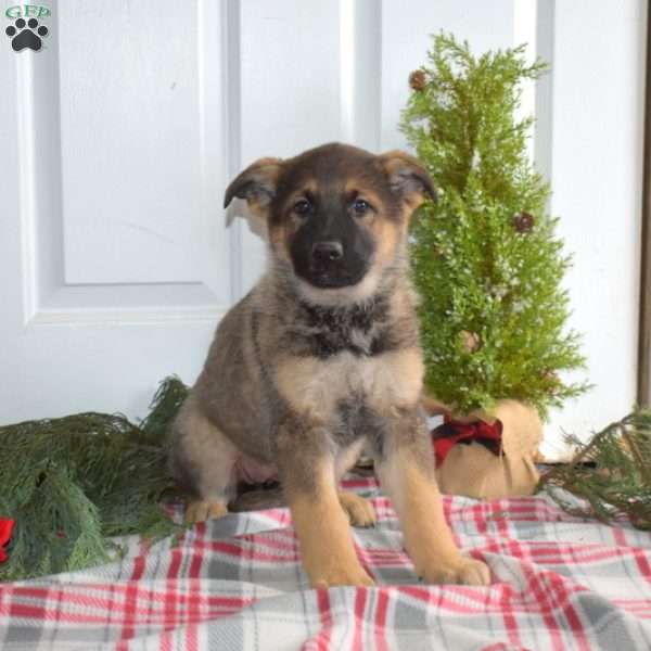 Angel, German Shepherd Puppy