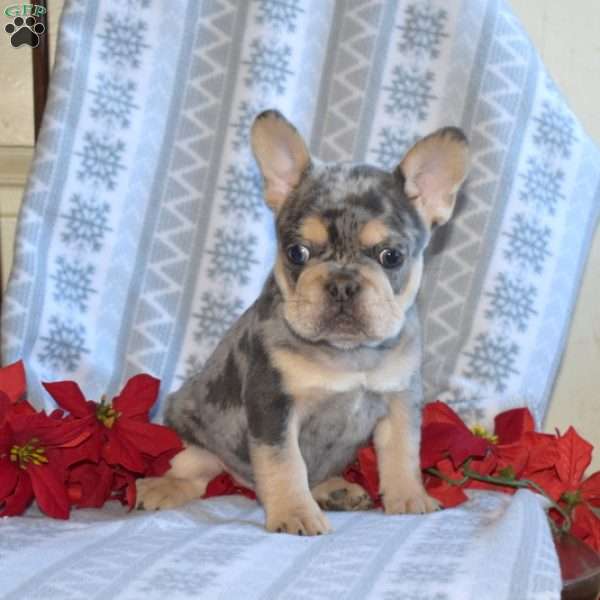 Angel, French Bulldog Puppy